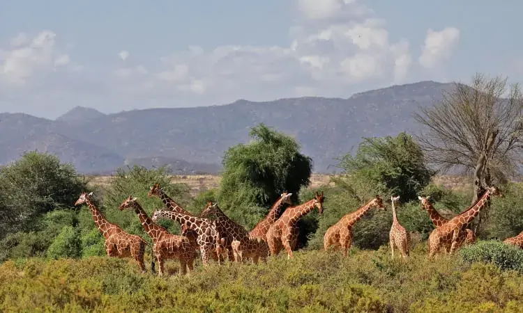 Samburu — Northern species you won't see further south.